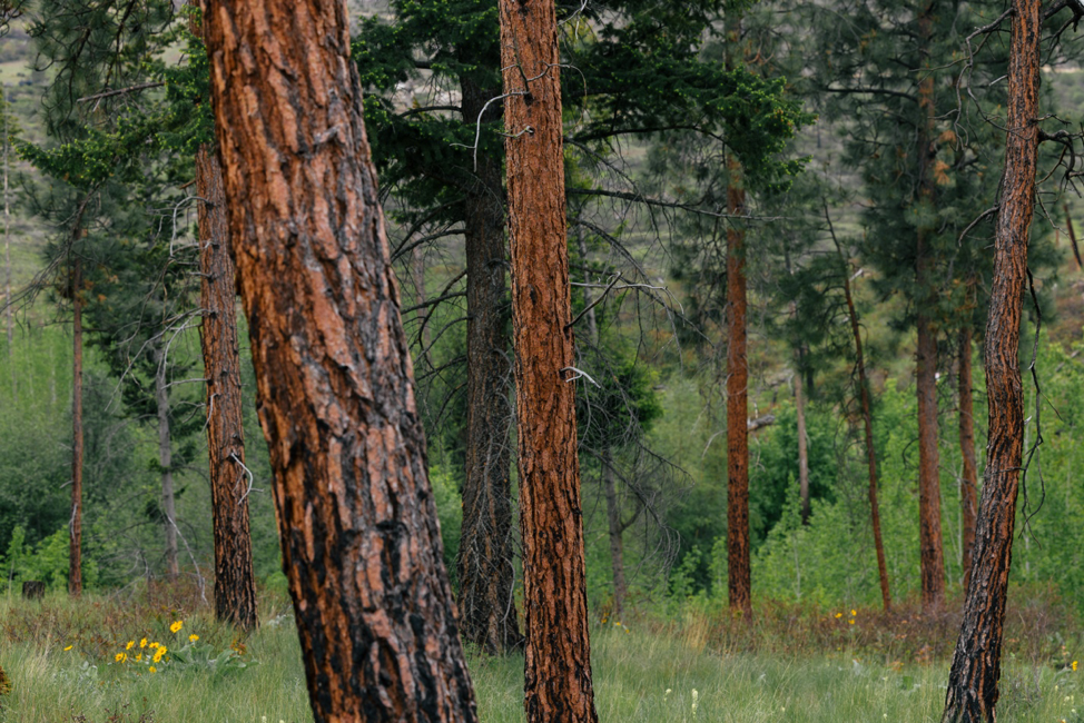 Ponderosa pines in upper mission Kelowna