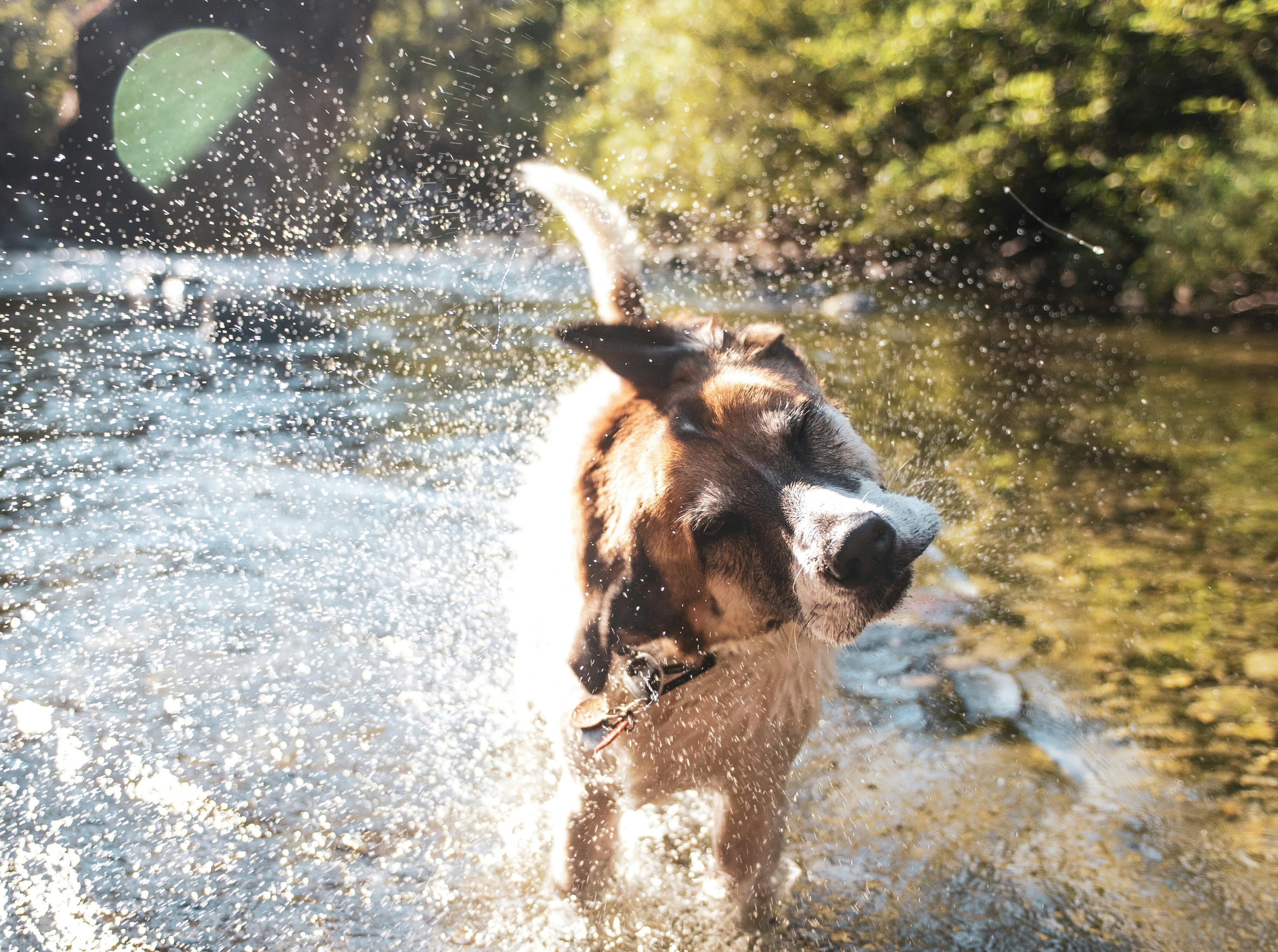 dog shaking in water with sunshine and forest in background west kelowna